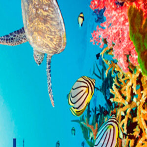762 Toalla Coral Turtle