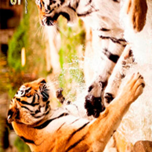 892 Toalla Jungle Tigers