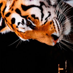 893 Toalla Tiger Face