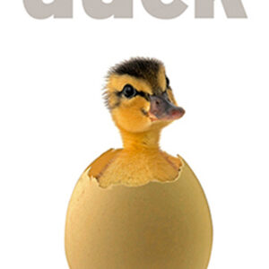 930 Toalla Crazy Duck