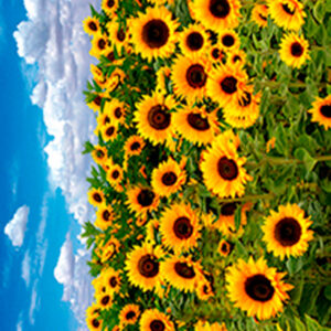 933 Toalla Los Girasoles