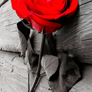 942 Toalla Rose