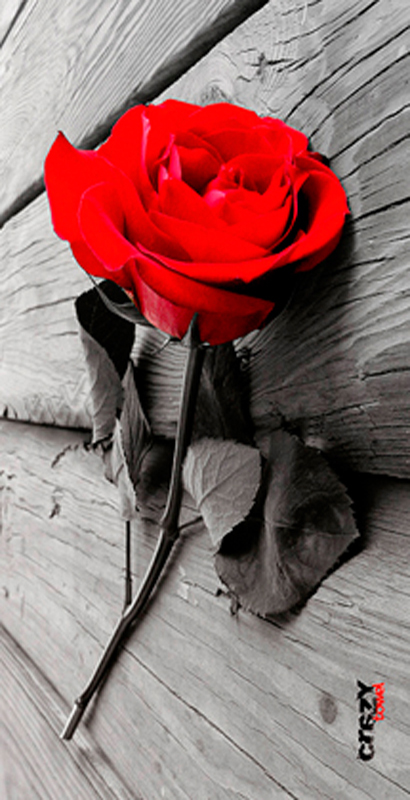 942 Toalla Rose
